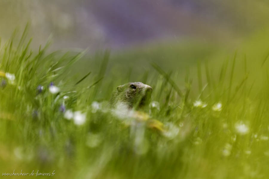 Biodiversite Donnees Guillaume Andru