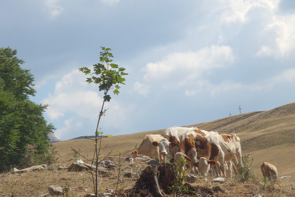 alpage tres sec au Col de la Croix a Treminis aout 2022